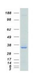SDS-PAGE (SRSF1-01H).jpg